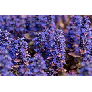 Dąbrówka Burgundy Glow