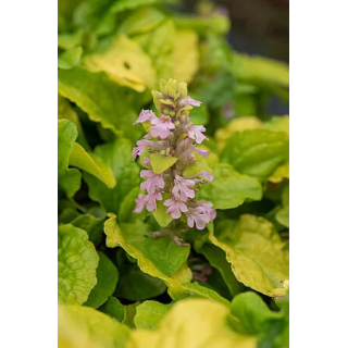 Dąbrówka Gold Chang