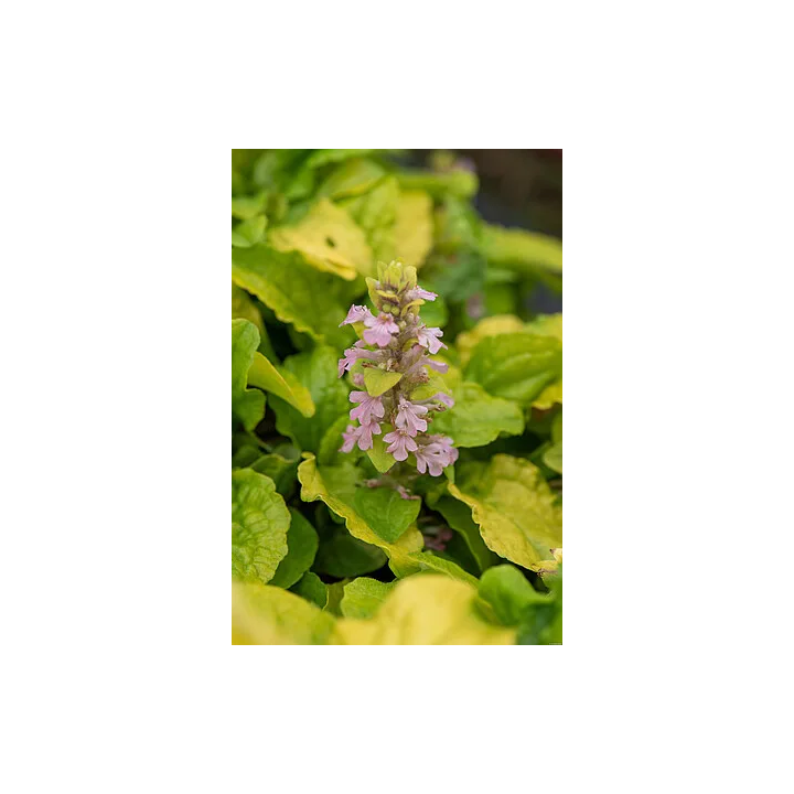 Dąbrówka Gold Chang