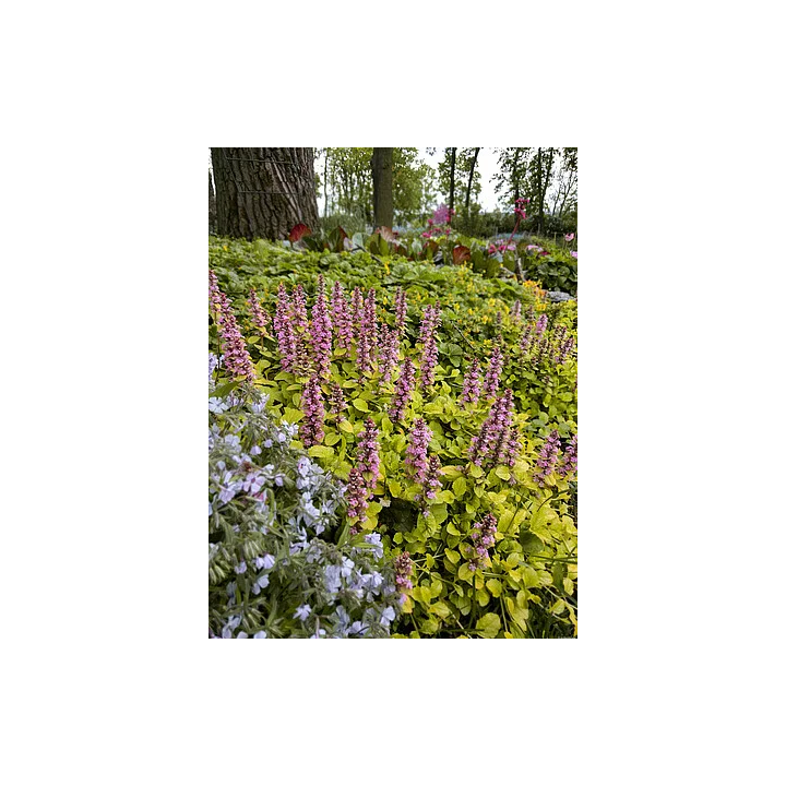 Dąbrówka Gold Chang