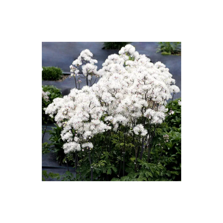 Rutewka Nimbus™ White