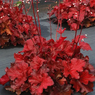 Żurawka Forever® Red