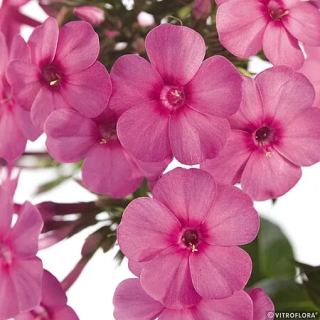 Floks wiechowaty Early® Dark Pink