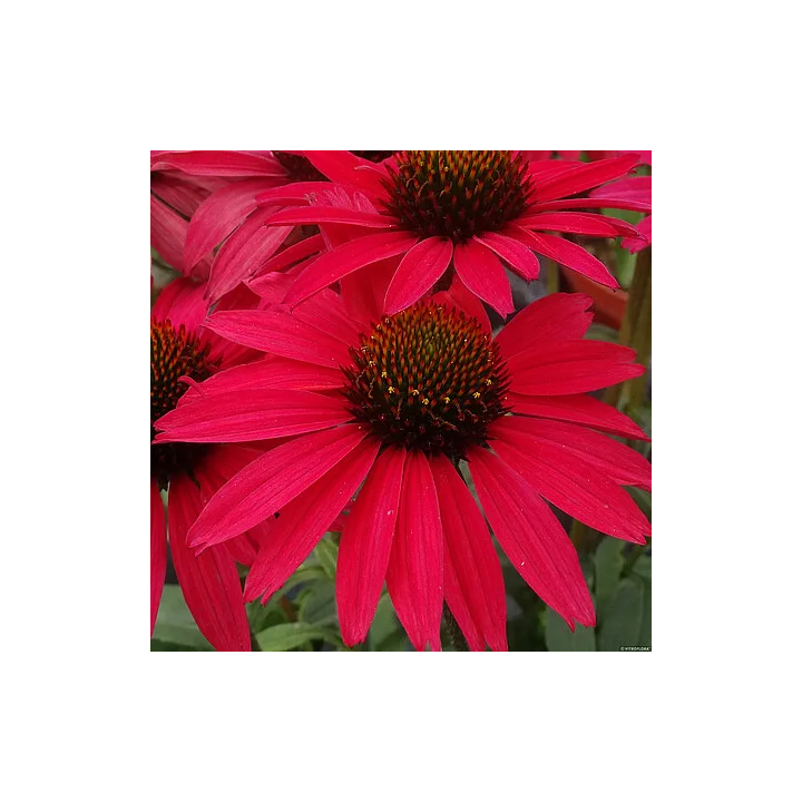 Jeżówka Glowing Dream