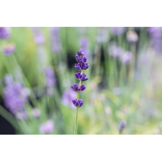 Lawenda wąskolistna Imperial Gem