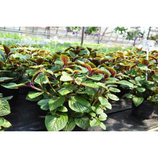 Plektrantus czerwony