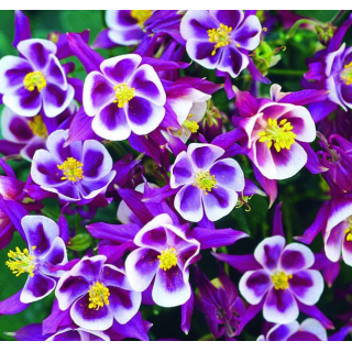 Orlik pospolity Winky Red White