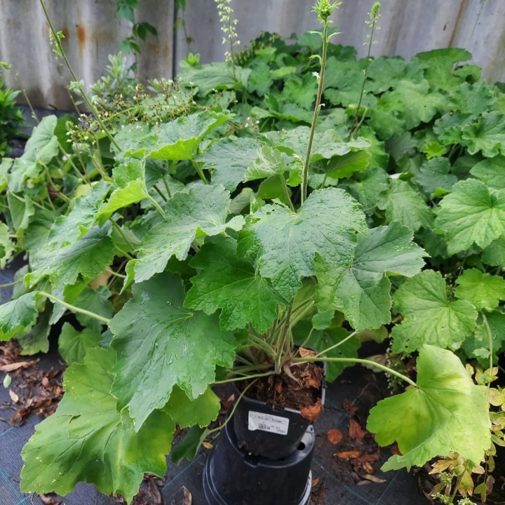 Żurawka Autumn Bridge