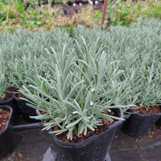 Lawenda pośrednia Grosso