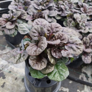 Dąbrówka rozłogowa Black Scallop