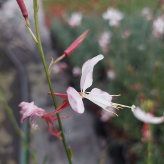 Gaura Linheimera Gambit® Rose Bicolor