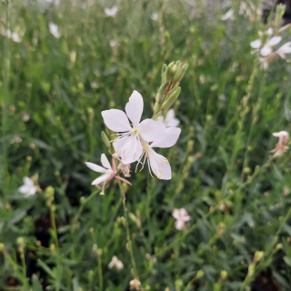 Gaura Linheimera Gambit® White