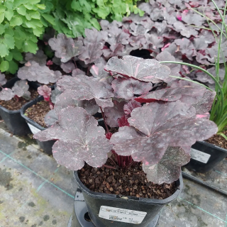 Żurawka Midnight Rose Select