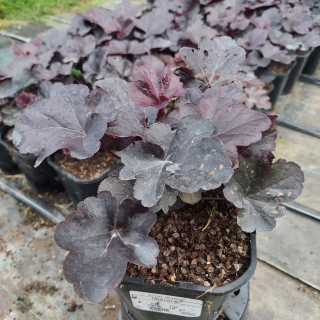 Żurawka ogrodowa Obsidian