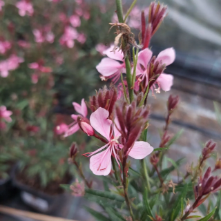 Gaura Linheimera Gambit® Compact Pink