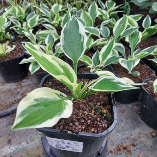 Hosta Patriot