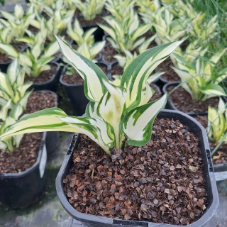 Hosta Fire & Ice