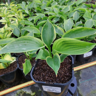 Funkia Shadowland® Wu La La