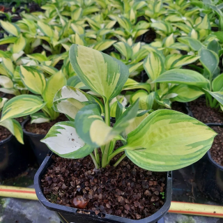 Funkia Great Expectations