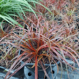 Uncinia czerwona Everflame