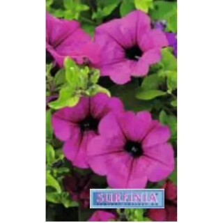 Surfinia® Purple