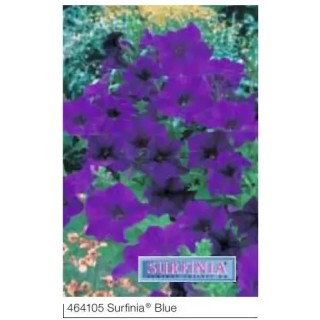 Surfinia® Blue
