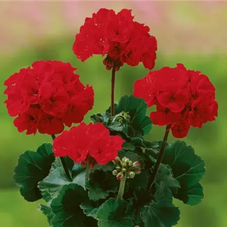 Pelargonia stojąca Grandeur® Dark Velvet Red