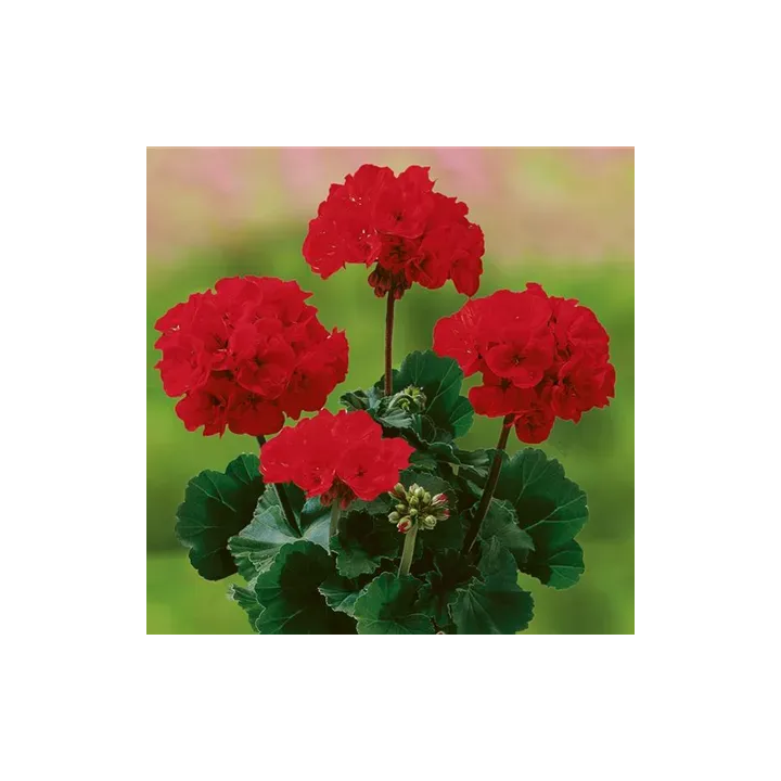 Pelargonia stojąca Grandeur® Dark Velvet Red