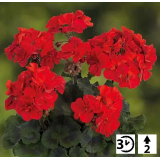 Pelargonia stojąca Grandeur® Classic Dark Royal Red
