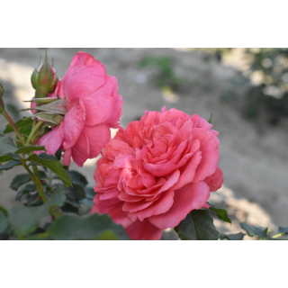 Róża na pniu Pa 110 cm Rosarium Uetersen