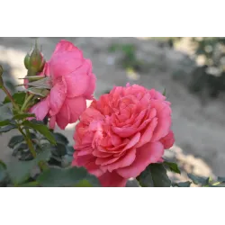 Róża na pniu Pa 110 cm Rosarium Uetersen