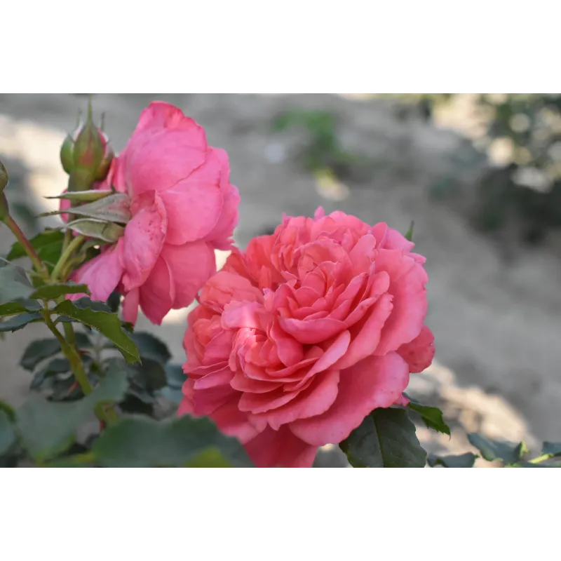 Róża na pniu Pa 110 cm Rosarium Uetersen