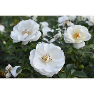 Róża na pniu Pa 110 cm Innocencia