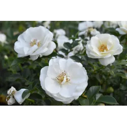 Róża na pniu Pa 110 cm Innocencia