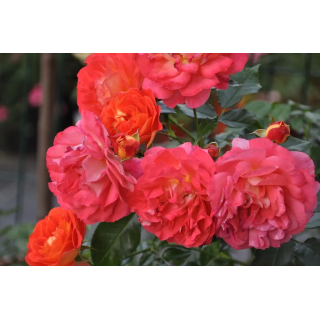 Róża na pniu Pa 110 cm Gebrüder Grimm® ADR 2007