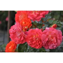 Róża na pniu Pa 110 cm Gebrüder Grimm® ADR 2007