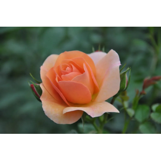 Róża na pniu Pa 110 cm Aprikola