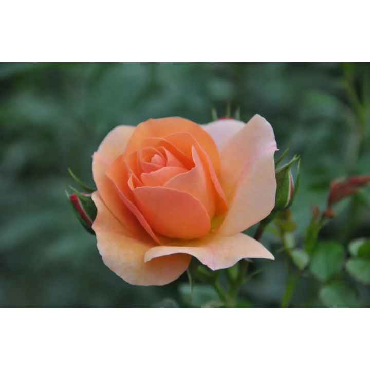 Róża na pniu Pa 110 cm Aprikola