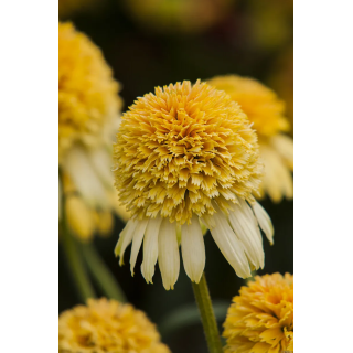 Jeżówka Lemon Drop