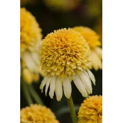 Jeżówka Lemon Drop