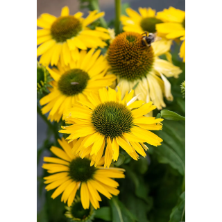 Jeżówka Pearl™ Yellow Imp.