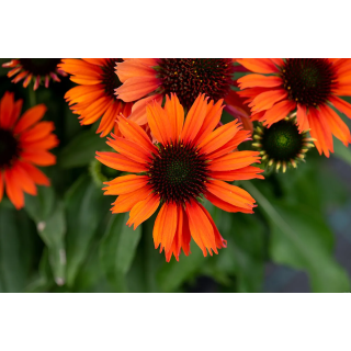 Jeżówka Pearl™ Orange