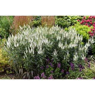 Przetacznik długolistny First Lady