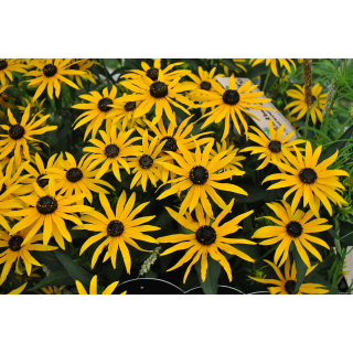 Rudbeckia Forever Gold
