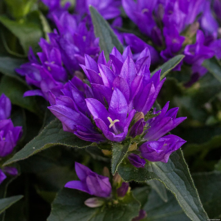 Dzwonek skupiony Genti Blue