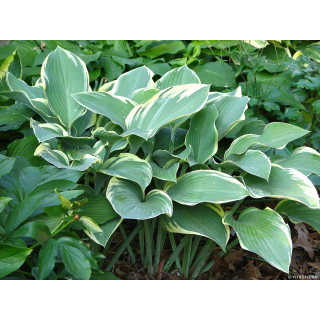 Regal Splendor Hosta