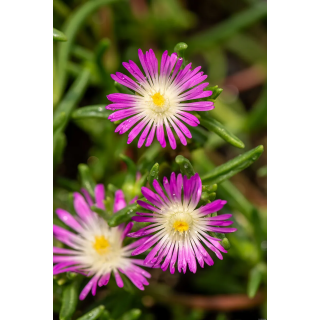 Słonecznica Wheels Of Wonder Violet