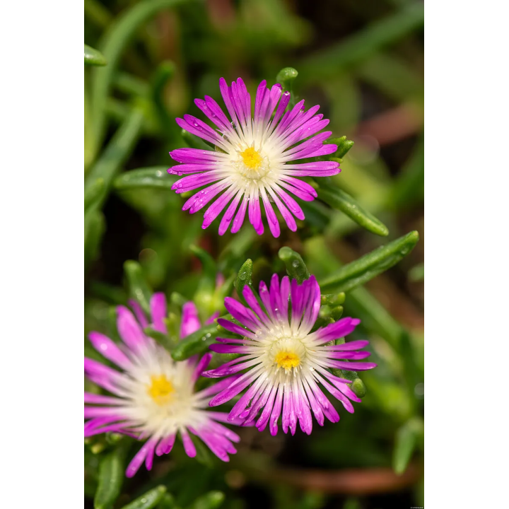 Słonecznica Wheels Of Wonder Violet