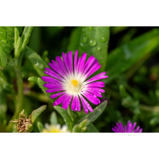 Słonecznica Wheels Of Wonder Purple