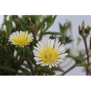 Słonecznica Wheels Of Wonder Limoncello